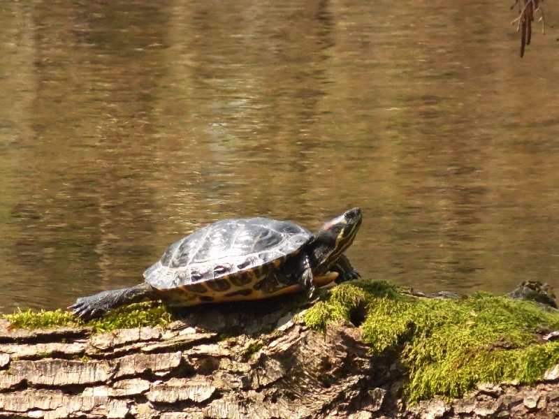 Parco del ticino 14.4.13